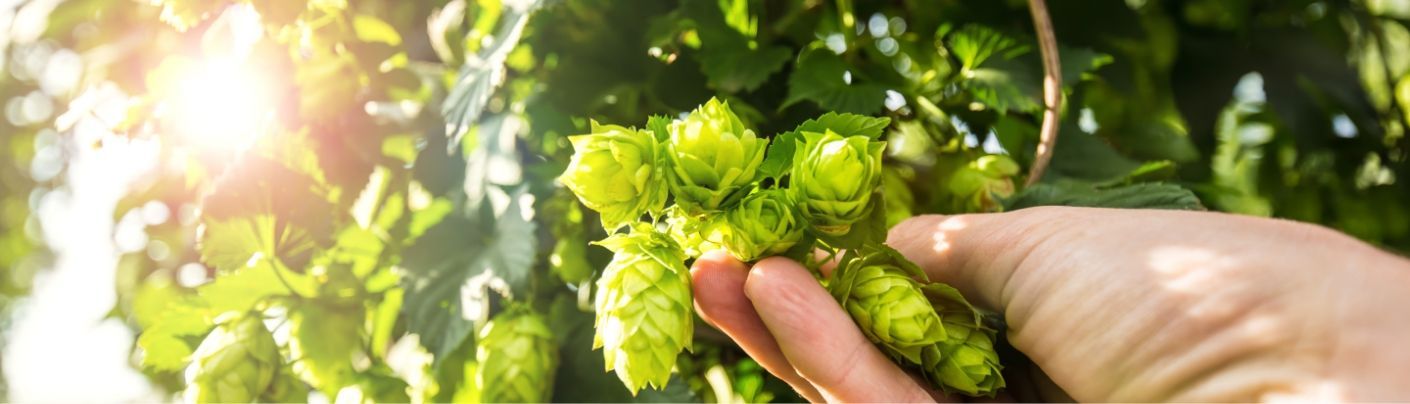 about alcohol - how is beer made